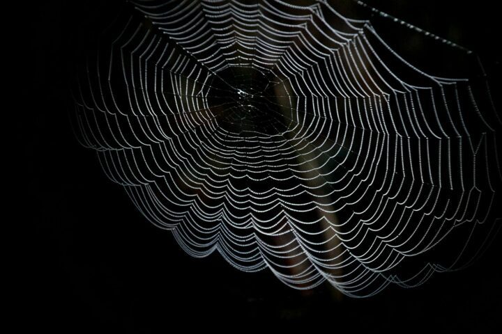 closeup photography of spider web