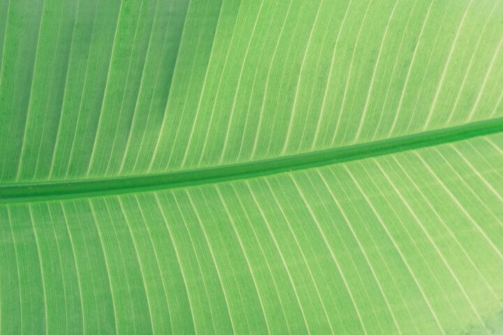 green leaf