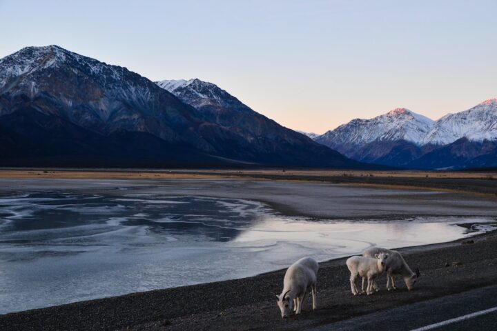 herd of sheep near the snow capped mountains