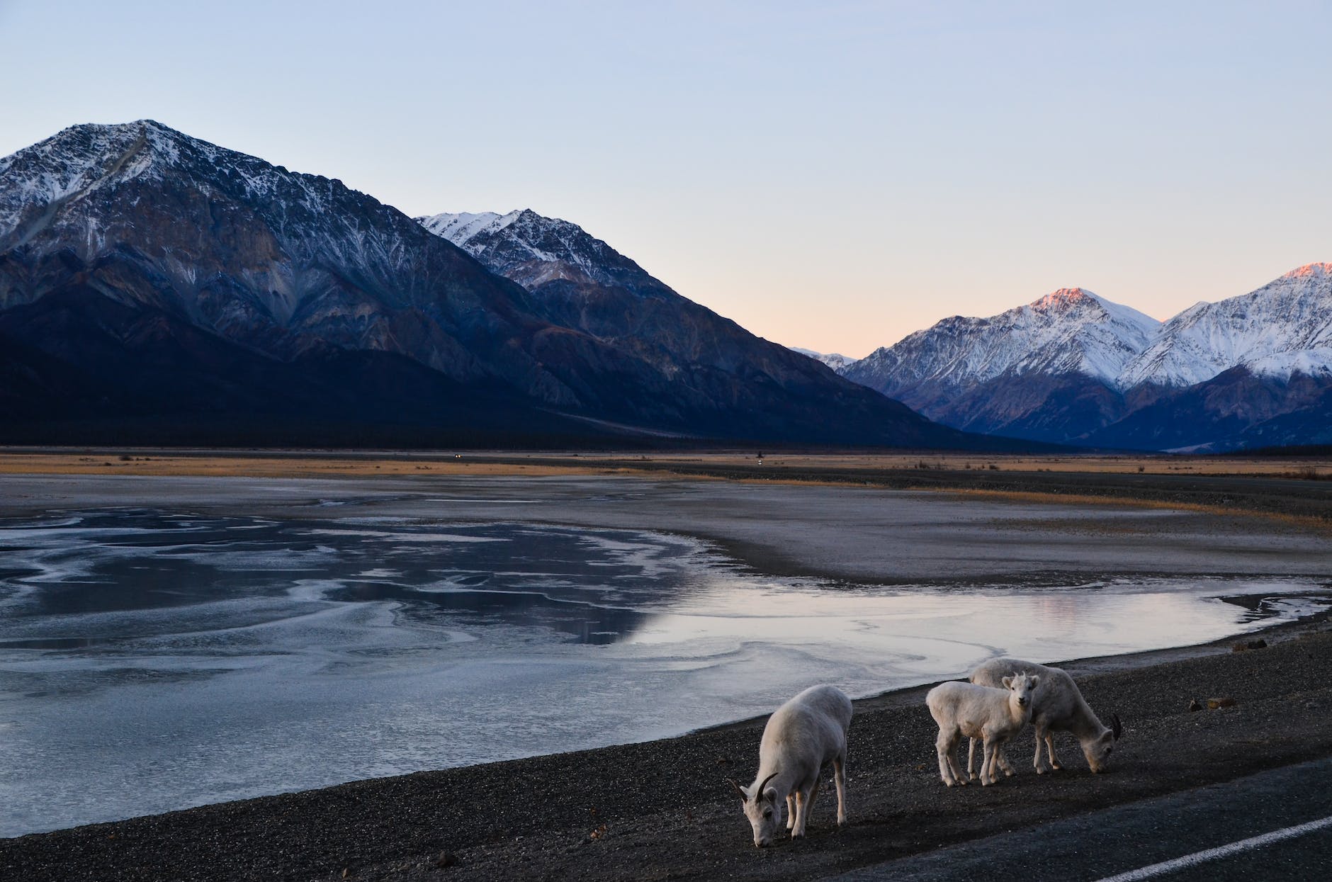 herd of sheep near the snow capped mountains