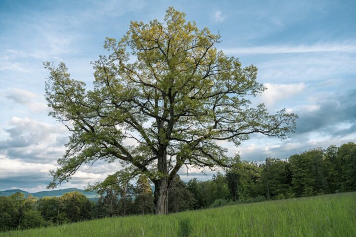 a lonely tree on a field