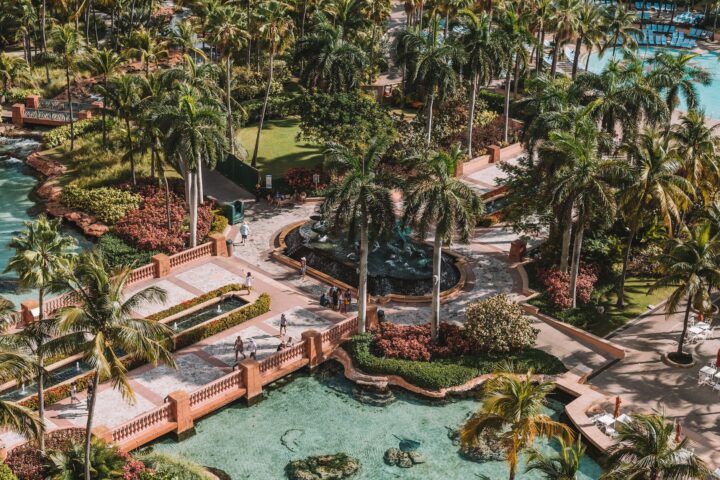 aerial photo of palm trees