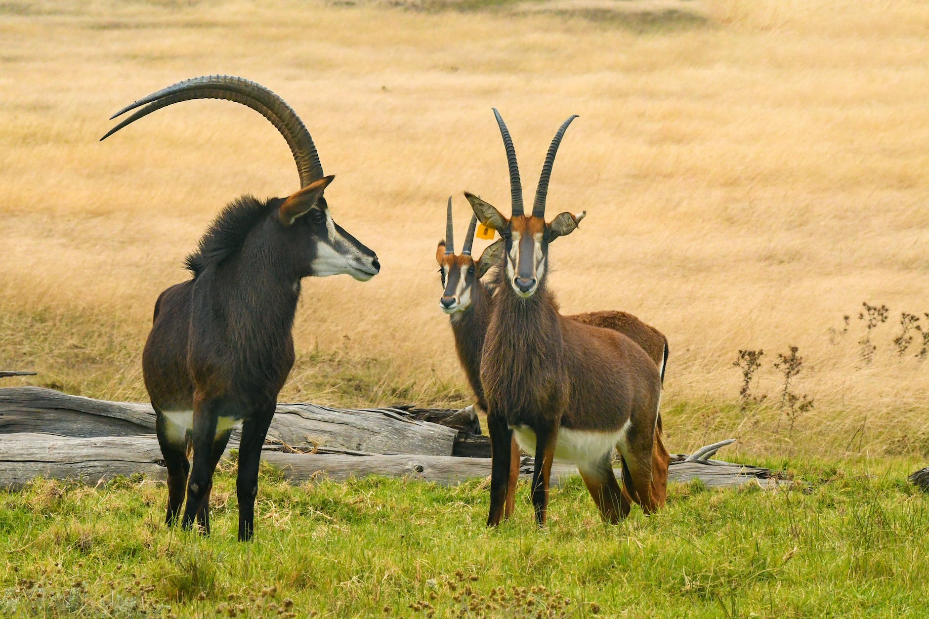 photo of wild sable antelopes hippotragus niger in a savanna