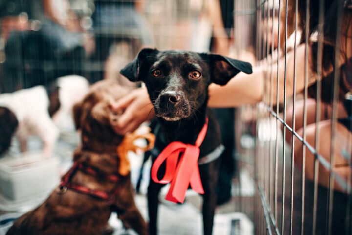 photo of black puppy